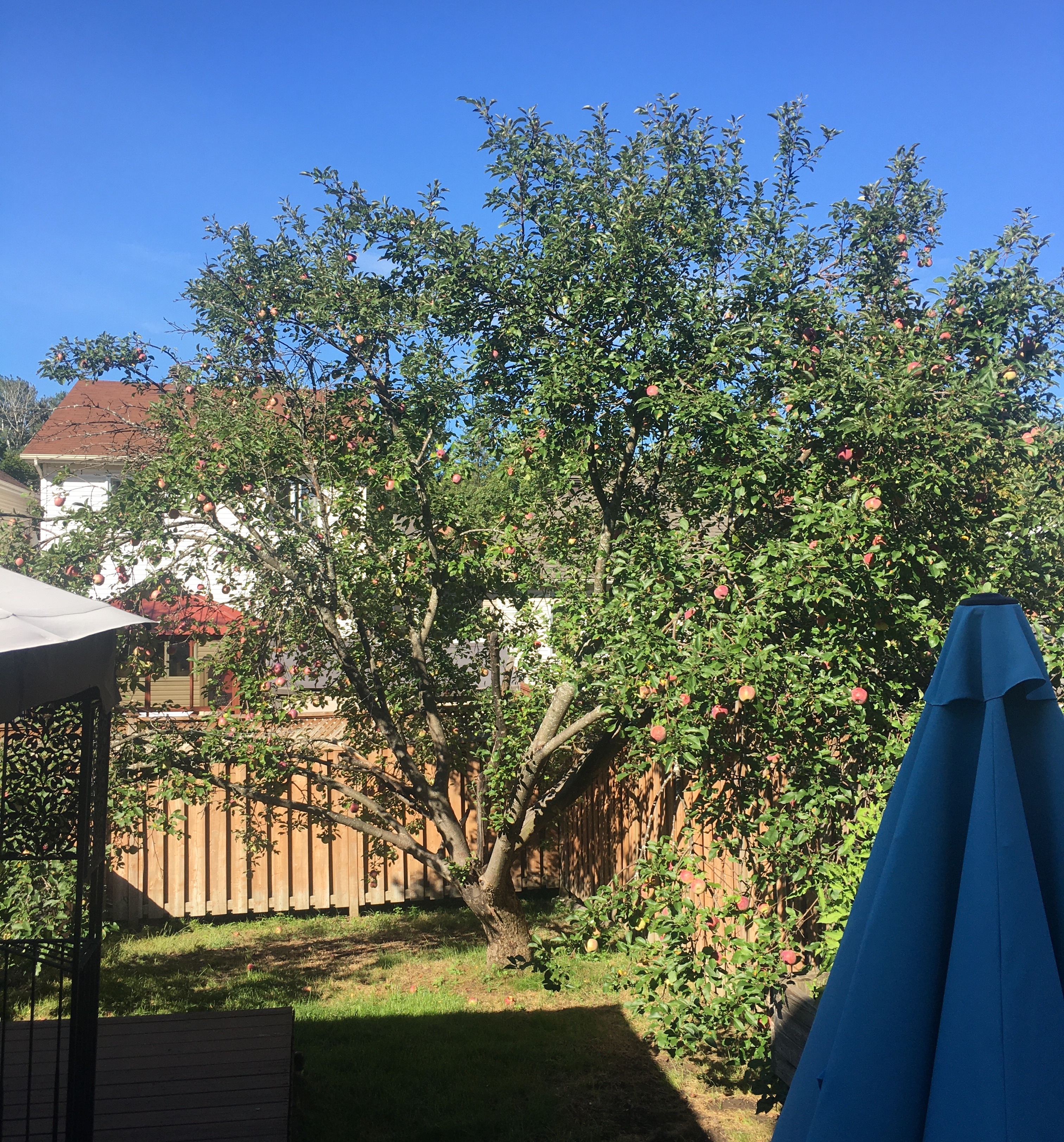 Our apple tree back in August